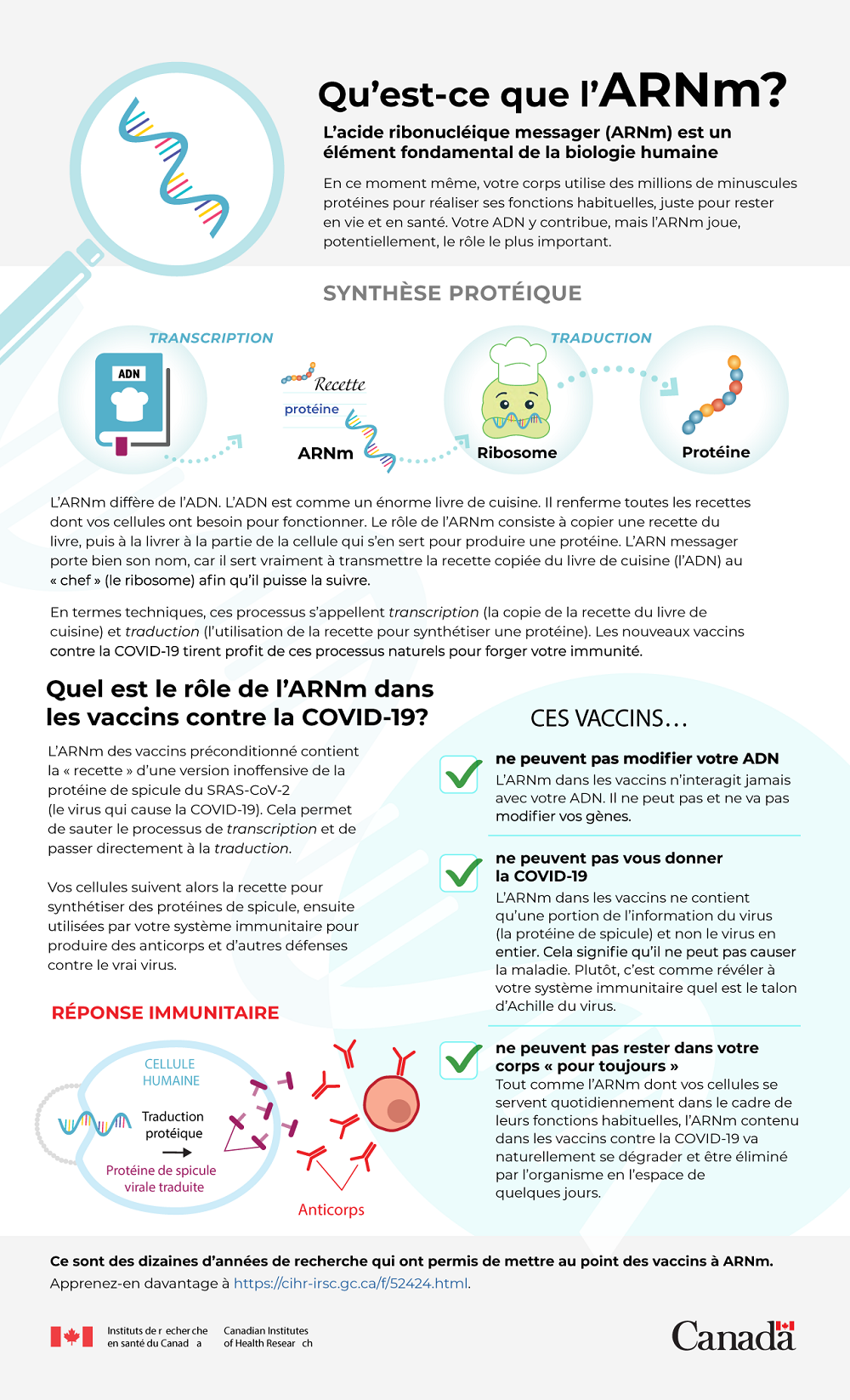 Infographie : Qu’est-ce que l’ARNm?